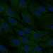 HPA048995: hTERT-RPE1 (serum starved)