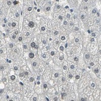 HPA IHC Liver — CBX3