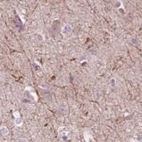 HPA IHC Cerebral cortex — MEGF8