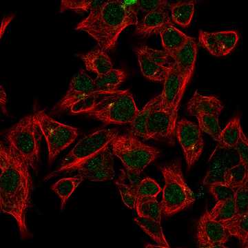 HPA049352: Hep G2