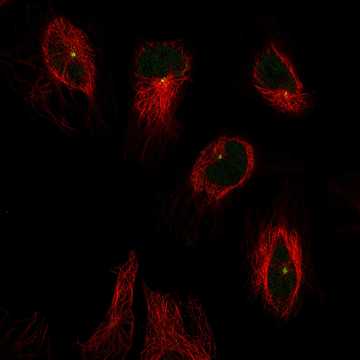 HPA049352: HeLa