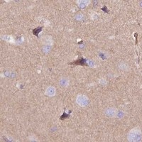 HPA IHC Cerebral cortex — NTN4