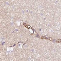 HPA IHC Cerebral cortex — EHD3