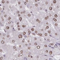 HPA IHC Liver — SRRM1