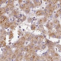 HPA IHC Liver — RANBP9