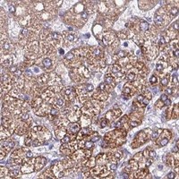 HPA IHC Liver — HSD3B7