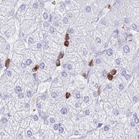HPA IHC Liver — CORO1A