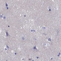 HPA IHC Cerebral cortex — GNAL