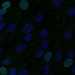HPA051609: hTERT-RPE1 (serum starved)