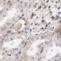 HPA IHC Kidney — LAMB2