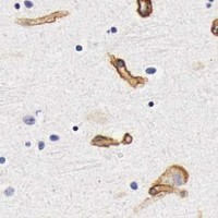 HPA IHC Cerebral cortex — LAMB2
