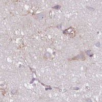 HPA IHC Cerebral cortex — RIT1