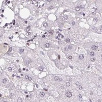 HPA IHC Liver — MYSM1