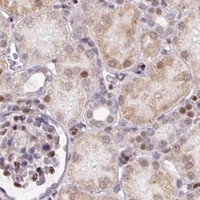 HPA IHC Kidney — MYSM1