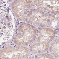 HPA IHC Kidney — TMC8