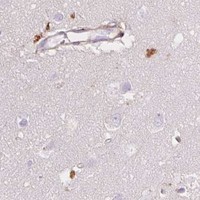 HPA IHC Cerebral cortex — TMC8