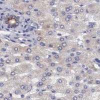 HPA IHC Liver — NREP