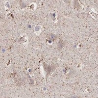 HPA IHC Cerebral cortex — NREP