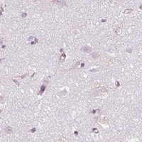 HPA IHC Cerebral cortex — POFUT1