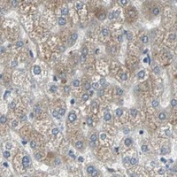 HPA IHC Liver — SYVN1