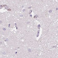 HPA IHC Cerebral cortex — SYNE3