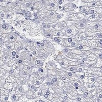 HPA IHC Liver — TICAM1