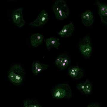 HPA055677: HeLa BAC 5898