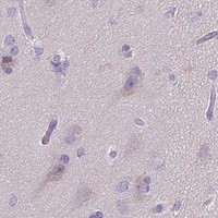 HPA IHC Cerebral cortex — FABP3