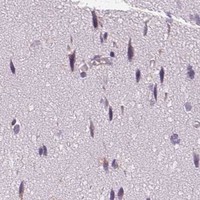 HPA IHC Cerebral cortex — GOLPH3