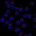 HPA055851: THP-1