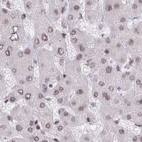 HPA IHC Liver — CREBBP