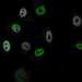 HPA055893: HeLa BAC 5379
