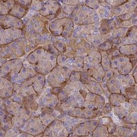 HPA IHC Pancreas — TNS3