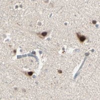 HPA IHC Cerebral cortex — RTL6