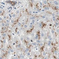 HPA IHC Liver — SNX4