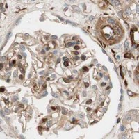 HPA IHC Kidney — VASP