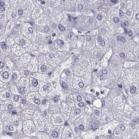 HPA IHC Liver — GNG7