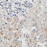 HPA IHC Liver — PRDM2