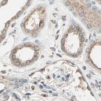 HPA IHC Kidney — PRDM2