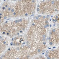 HPA IHC Kidney — RASD2