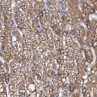 HPA IHC Liver — ATAD3A