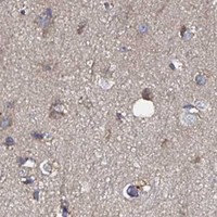 HPA IHC Cerebral cortex — ATAD3A