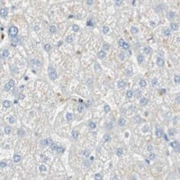 HPA IHC Liver — PRTN3