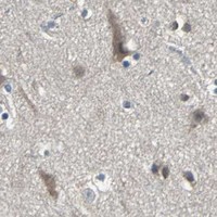 HPA IHC Cerebral cortex — NFKBIE