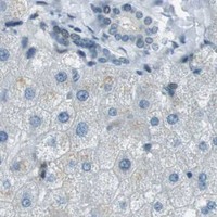 HPA IHC Liver — PJA1