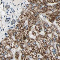 HPA IHC Liver — PSMC3