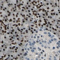 HPA IHC Pancreas — NFIA