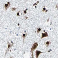 HPA IHC Cerebral cortex — FUBP1