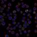 HPA061534: HEL