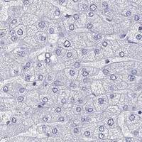 HPA IHC Liver — CALHM1
